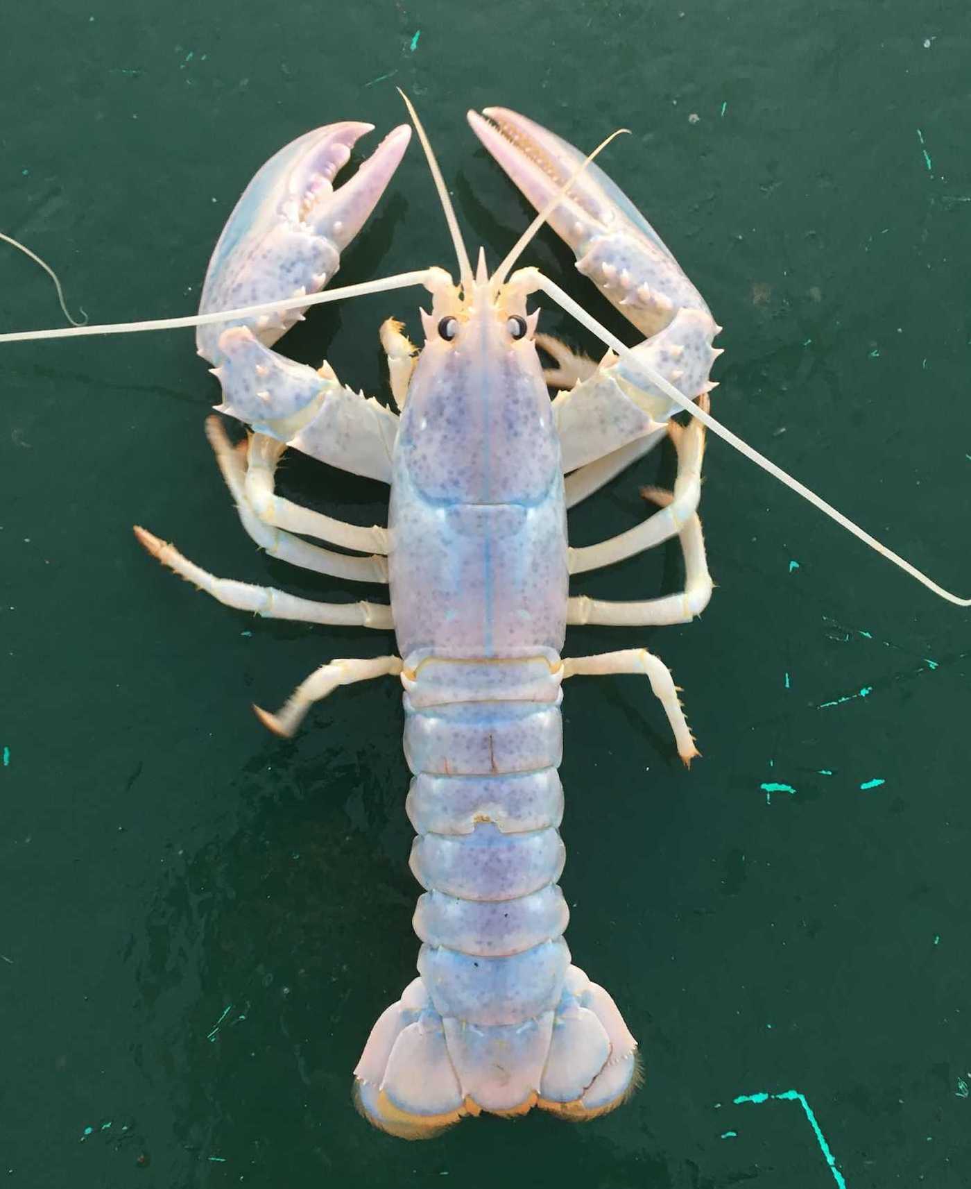 White Lobster