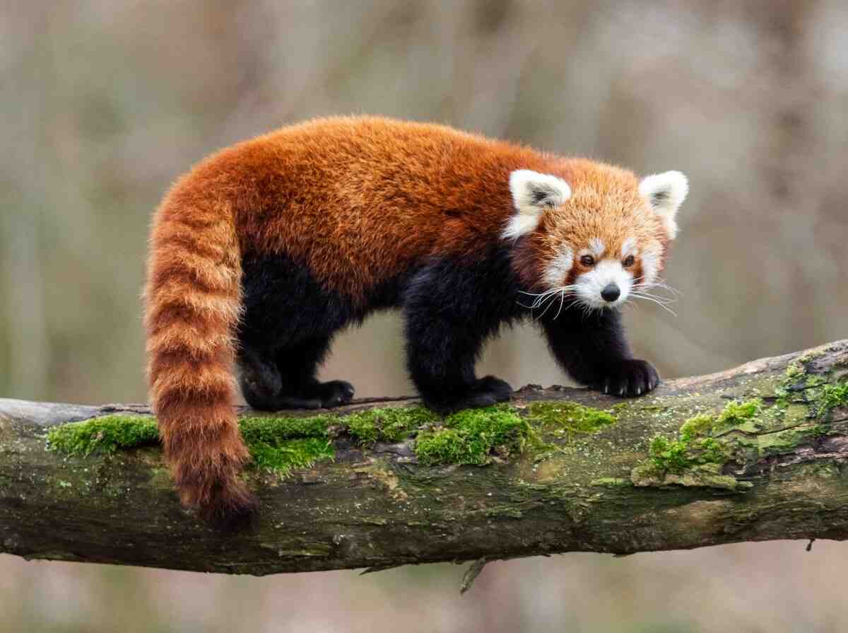 Red Panda